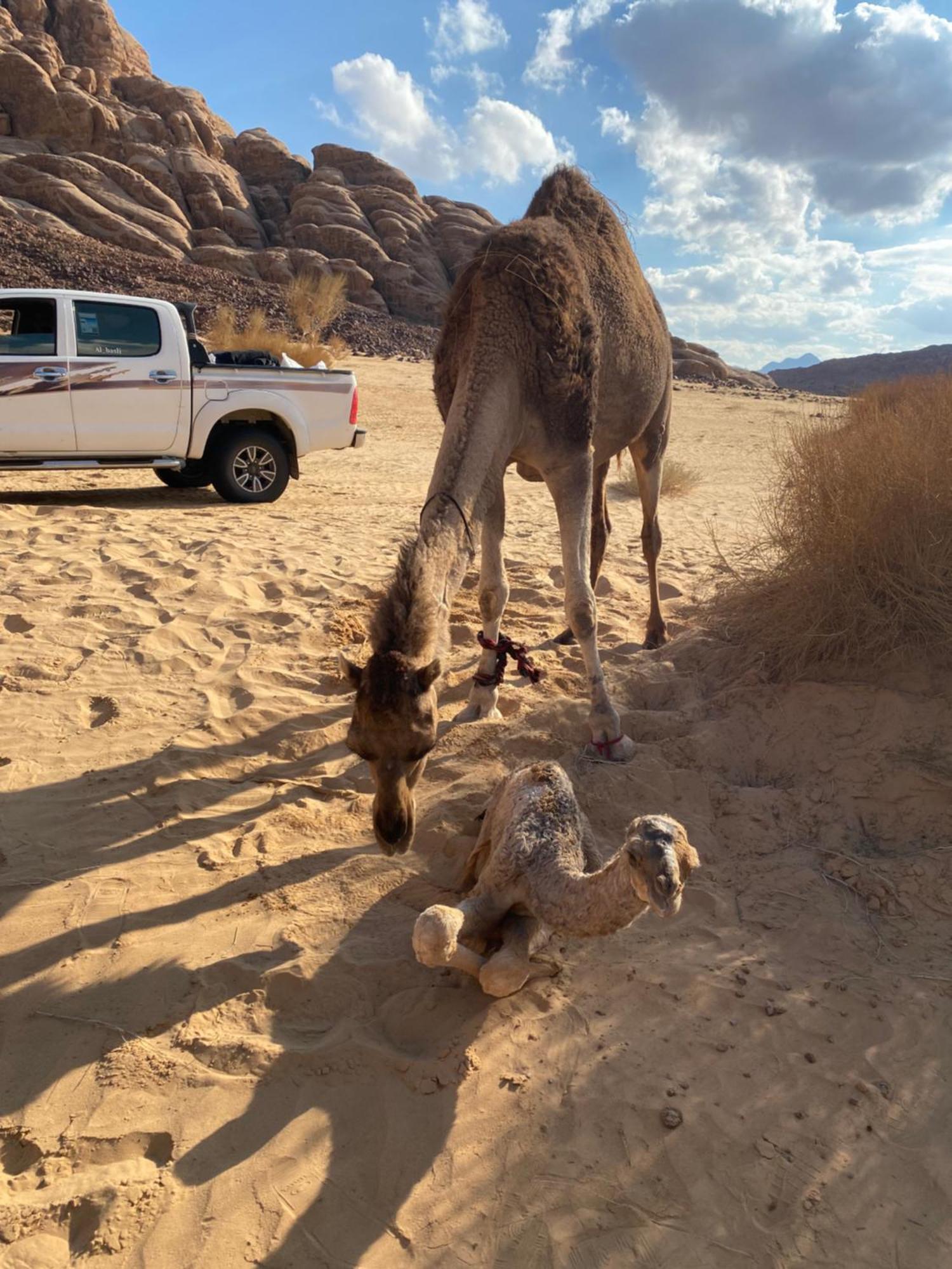 Wadi Rum Albasli 외부 사진