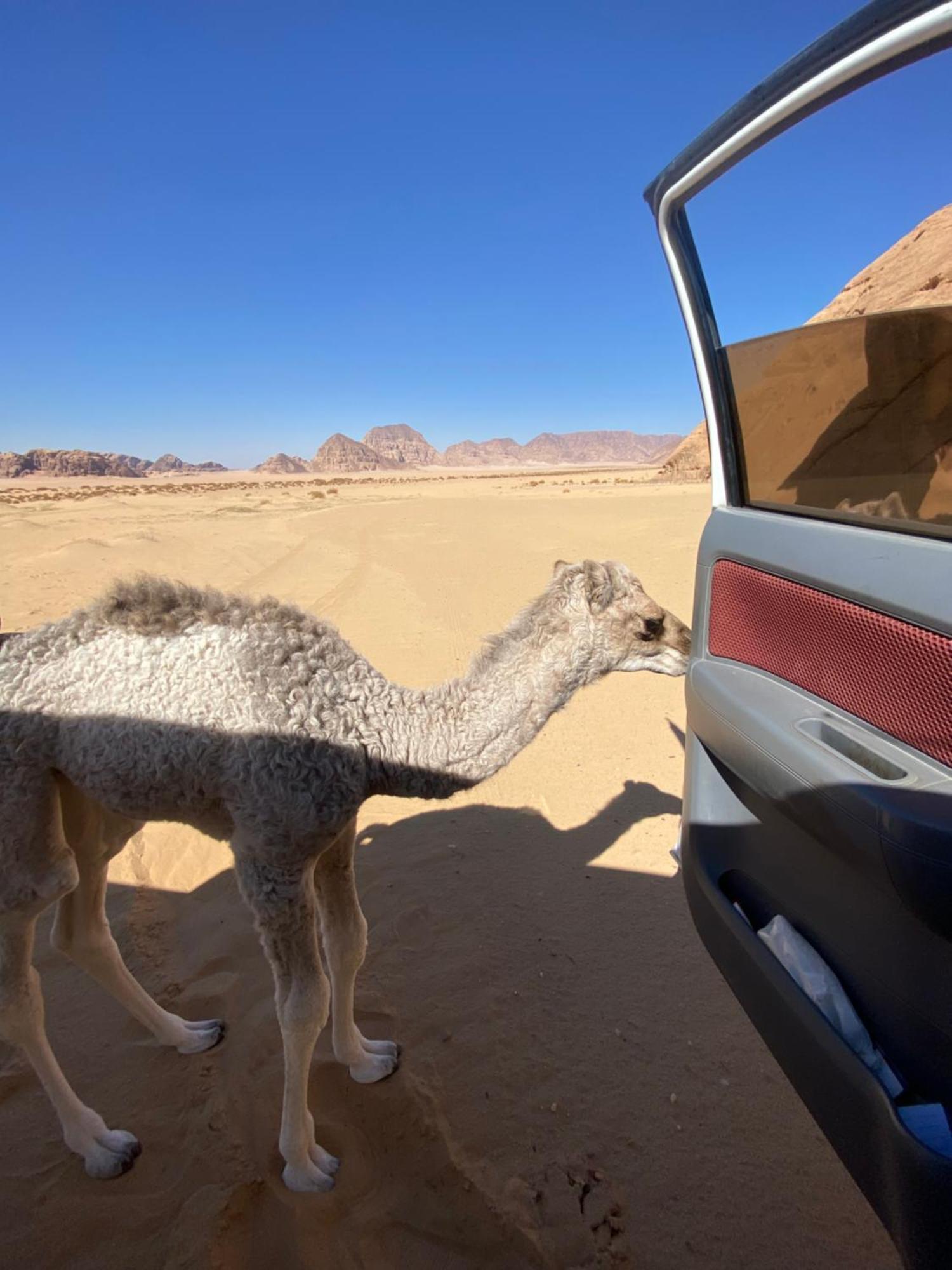 Wadi Rum Albasli 외부 사진