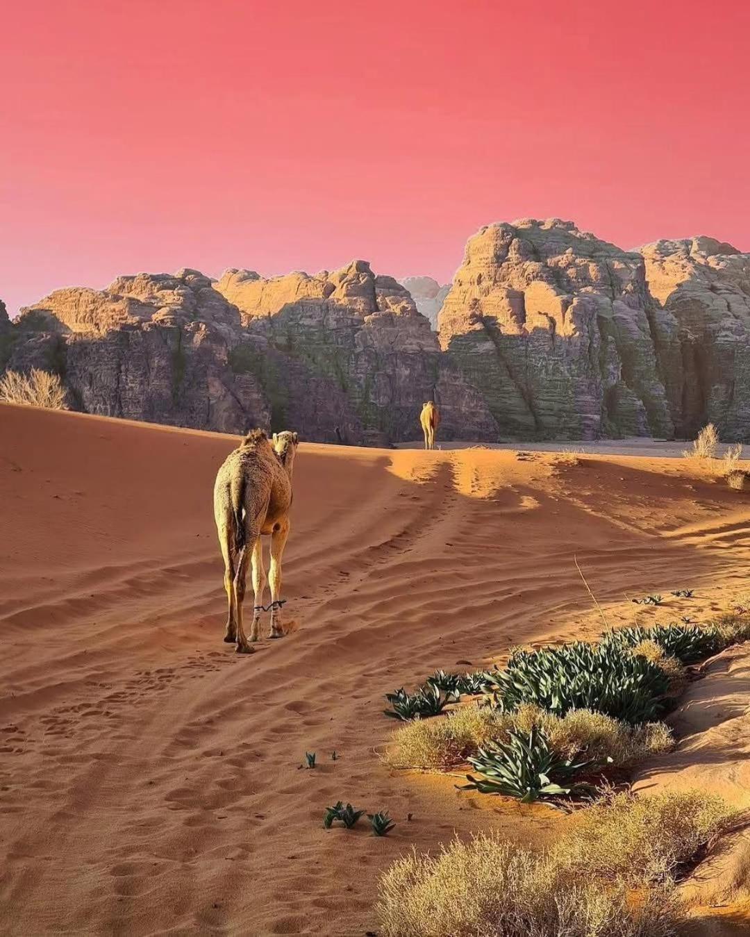 Wadi Rum Albasli 외부 사진